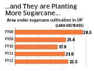 Sugar cane 2